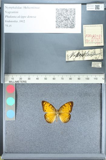 Media type: image;   Entomology 158953